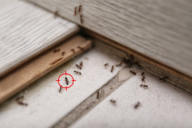 Best Bed Bug Extermination  in Garrison, ND
