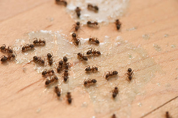 Best Affordable Pest Control Services  in Garrison, ND